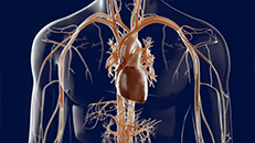 3D-Animation Medizintechnik Herz Medical Devices: Hämatologie